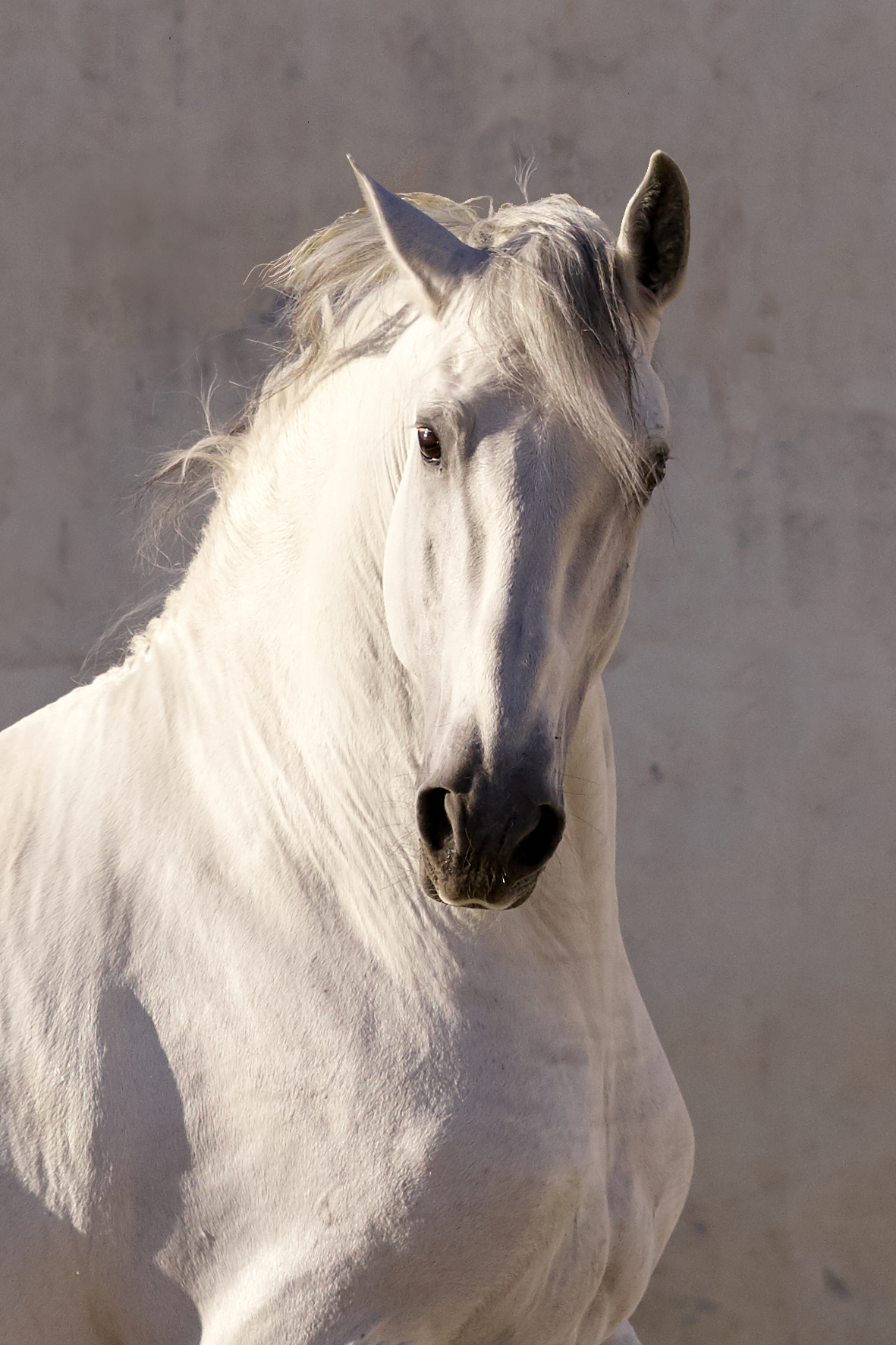 Primeur